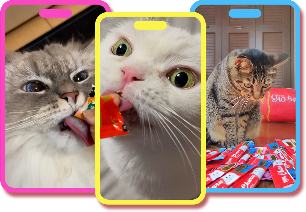 画像：猫ちゃん動画