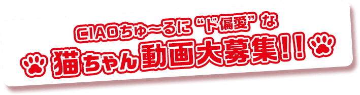 CIAOちゅ～るに“ド偏愛”な猫ちゃん動画大募集!!